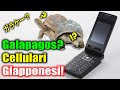 Cellulari Giapponesi GALAPAGOS?! anni 2000! - Tecnologia dimenticata - Vivi Giappone