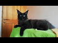 Кот мейн-кун чёрный солидный