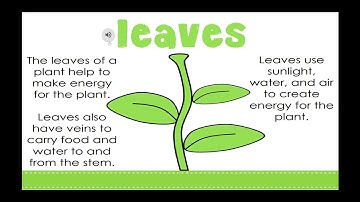5 Parts of a Plant - Google Slides