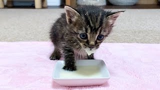 初めてお皿からミルクを飲む赤ちゃん猫