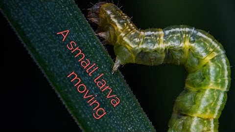 Movement of a small larva
