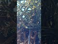 L'araucaria, le déserspoir du singe pas du frelon asiatique. @ALLOFRELONS