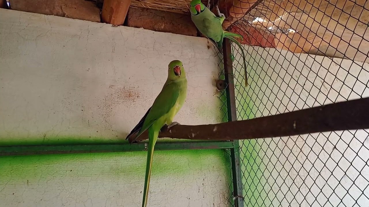 #ParrotFormation
