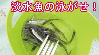 淡水魚の泳がせに釣れたバスがあり得ない姿に(454話目)