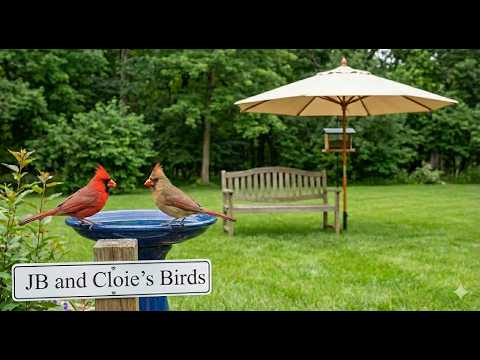 Tuesday 🔴Rotating Live Bird Cams | North Georgia Window to Nature 🦋🦊🐦🐾🌿 | 51 Species Identified