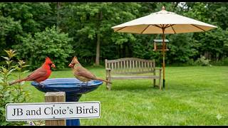 Tuesday 🔴Rotating Live Bird Cams | North Georgia Window to Nature 🦋🦊🐦🐾🌿 | 51 Species Identified