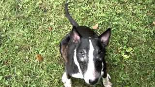 Mandy The Bull Terrier Does Some Obedience Training - The Recall.