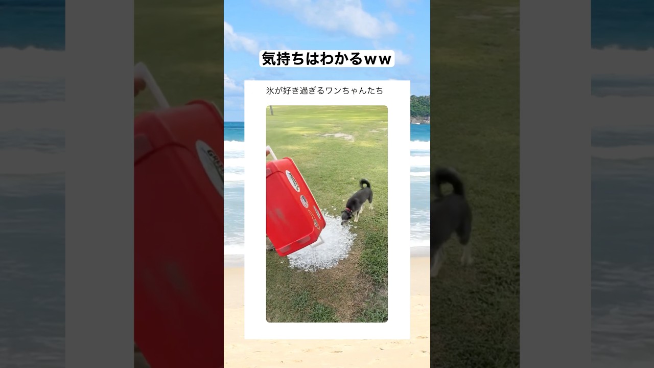 氷が大好物なワンちゃんたちｗｗｗ　#shorts #動物 #おすすめ