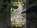 MR BÌNH | #0939442212 | NU ĐEN CAI LẬY THÀNH PHẨM GL 4TR8... #bonsailuctinhmientay  #maichieuthuy