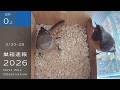 ジョウビタキが戻ってきました！！【巣箱速報2026】