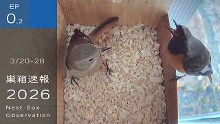 ジョウビタキが戻ってきました巣箱速報2026