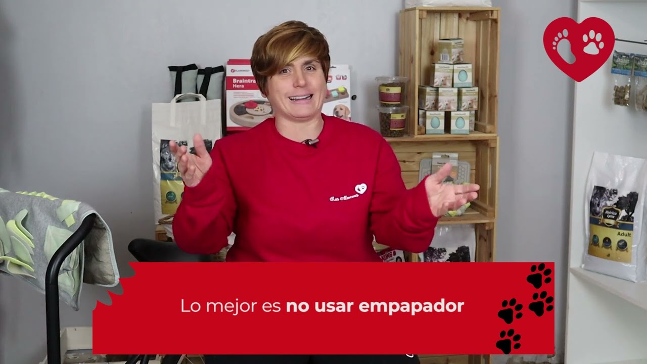 Empapador para perros, ¿es bueno utilizarlo? 🥺 | Centro Canino Las Almenas