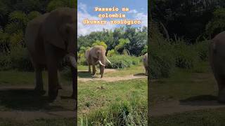 um dia no zoológico Colombia🇨🇴 #viral #colombia #shortvideo #react #animals #zoo #zooanimals zoo