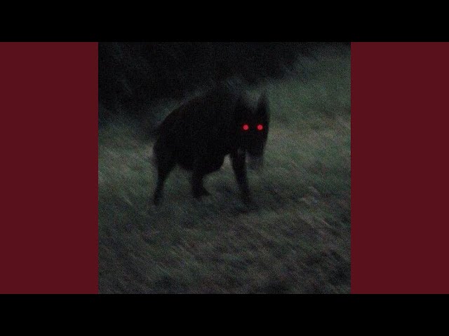 PREDATOR (Super Slowed)