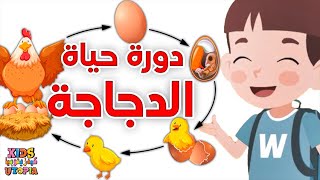 دورة حياة الدجاجة