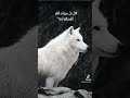 القارئ سيد سعيد من سورة يوسف