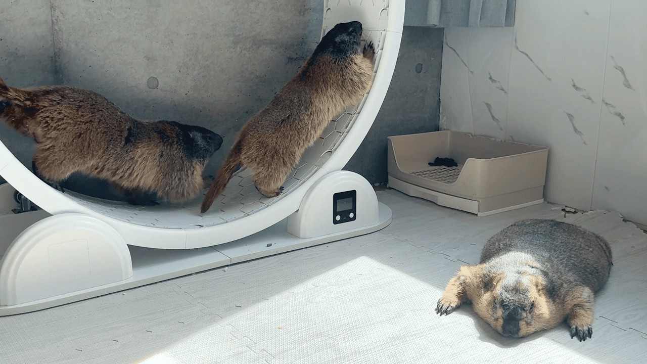 he Quiet and Wild Sides of Marmots