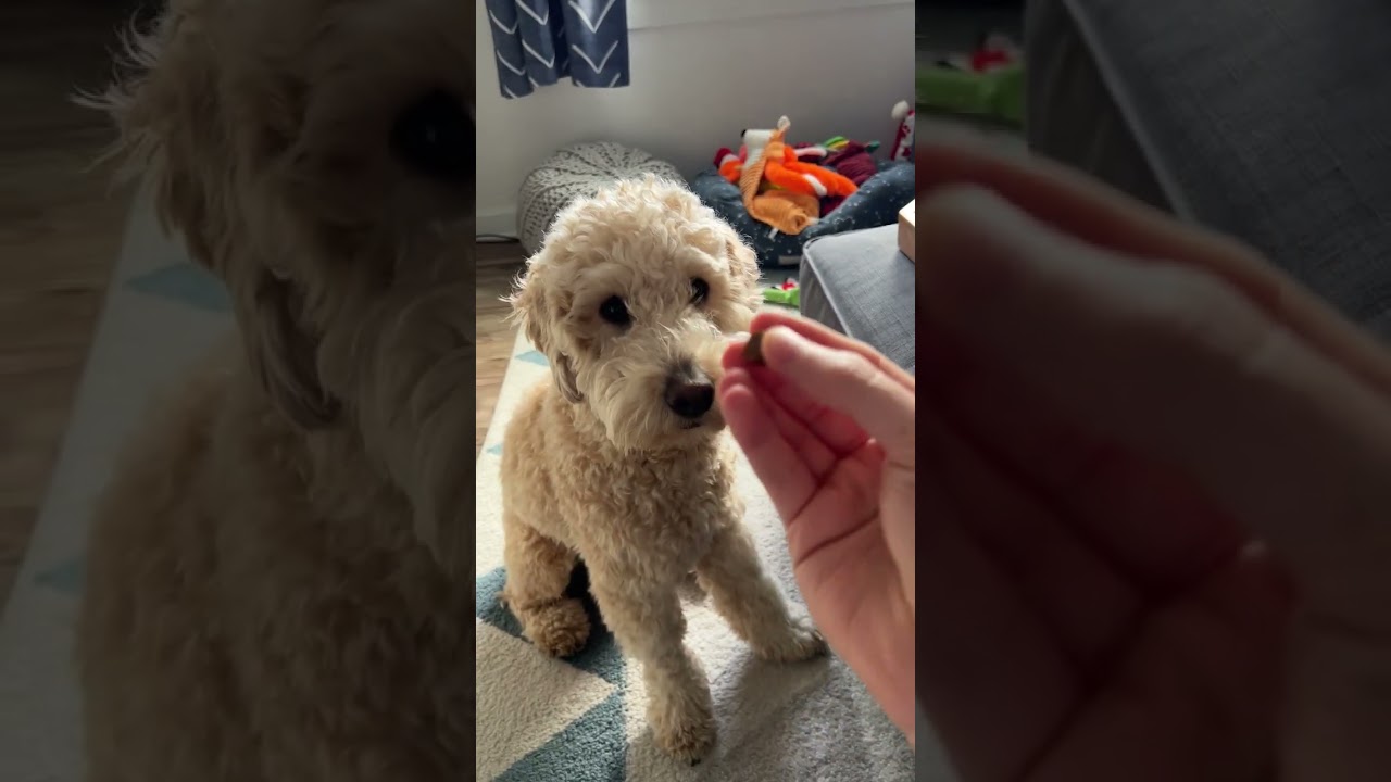 Zuke's Mini Training Treats | BEST DOG TREAT? 