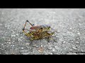Grasshoppers Mating Up Close Creepy Thing Comes Out