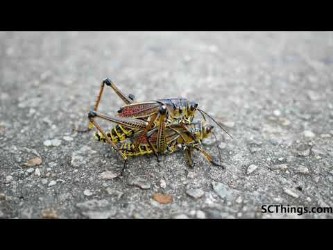 Grasshoppers Mating Up Close Creepy Thing Comes Out