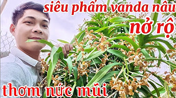Tác phẩm vanda nâu nở rộ thơm ngát, mùa hoa lan vanda rừng | phong lan rừng phúc vân
