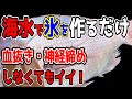 【釣り好き必見！釣った魚を新鮮に保つ方法】もっと美味しくなる冷却テクニック