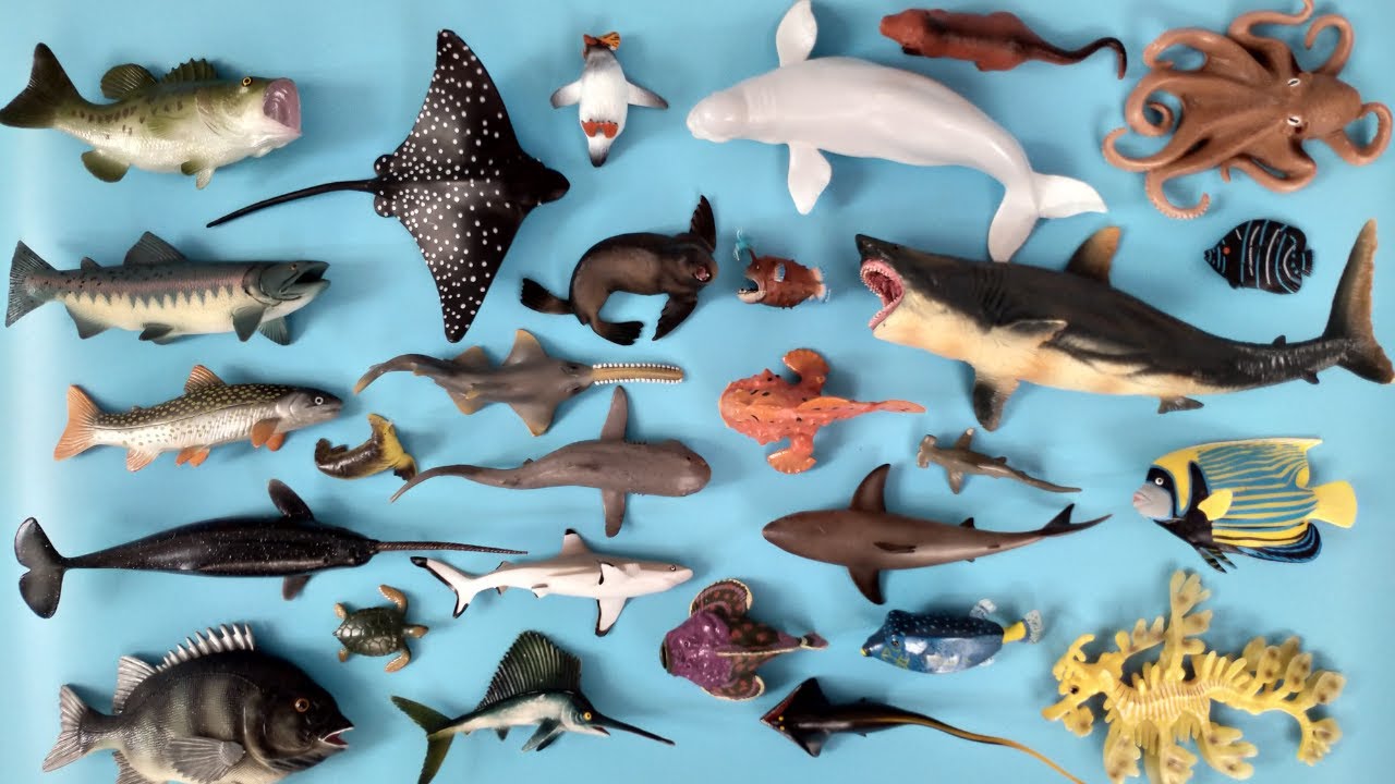 Hewan Laut Hiu Gergaji, Paus Bertanduk, Ikan Kodok, Ikan Batu, Pasifik Football, Emperor Angelfish