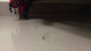 Spider Twerking
