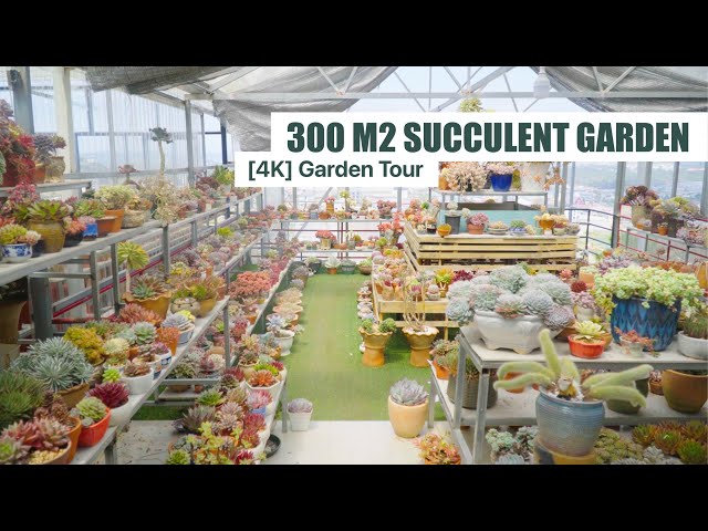 [4K] My 300m2 Succulent Garden After 9 Years of Collecting | Garden Tour Ep10 class=