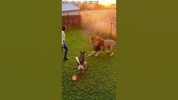 😱  Real CCTV: Brave Dog Saves  Baby from Giant Lion!