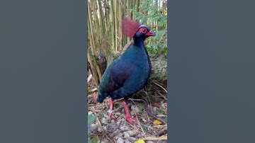 Finches and Softbills | Bird Aviary | Birds | Bird Sounds | Birds Chirping #birds #animals