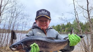 Maine Togue (Lake Trout) and Whitefish Lead Line Trolling, Chamberlain Lake #fishing #laketrout