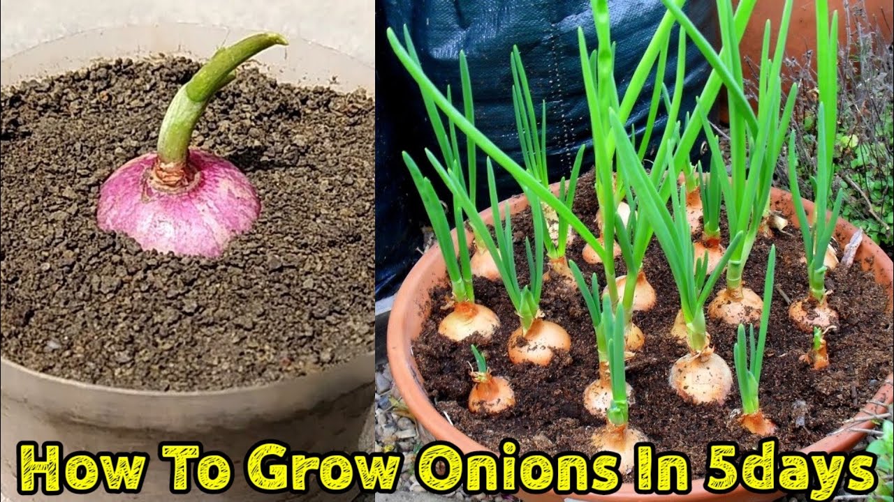 How to Plant and Grow Onions from onions in Pots |Very easy - Complete Guide With English