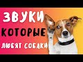 ЗВУКИ КОТОРЫЕ НРАВЯТСЯ СОБАКАМ ПРАНК НАД СОБАКОЙ ТЕСТ НА ОХРАННИКА ЧЕЛЛЕНДЖ ЗВУКИ КОТОРЫЕ НРАВЯТСЯ СОБАКАМ ПРАНК НАД СОБАКОЙ ТЕСТ НА ОХРАННИКА ЧЕЛЛЕНДЖ