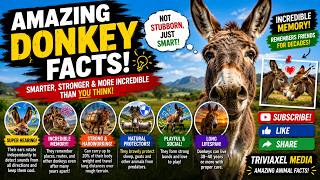 Amazing Donkey Facts That Will Surprise You
