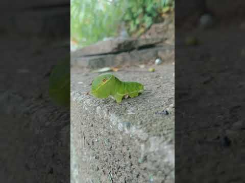衝撃 こんなかわいい幼虫見たことなかった アゲハ蝶の幼虫のようです Caterpillar Butterfly Pretty Youtube