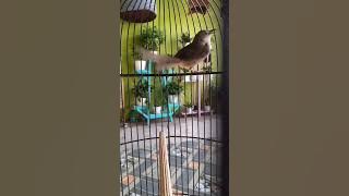 MASTERAN TEGALAN BAGUS BUAT MURAI MUDA ! Keprek ngebem