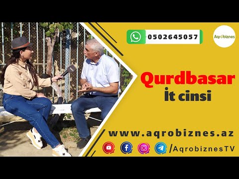 Video: Çin Təpəli İt: Cins Standartları