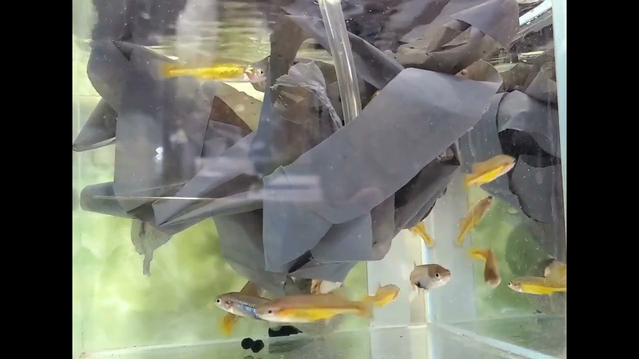 Allotoca dugesi Rio Santiago