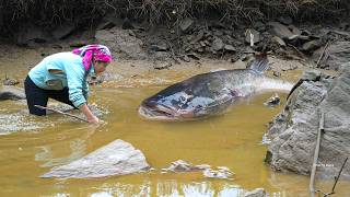 Traditional Fish Catching: 2500+ Giant Grass Carp & Wild Catfish from Huge Fish Pond for Market Sale