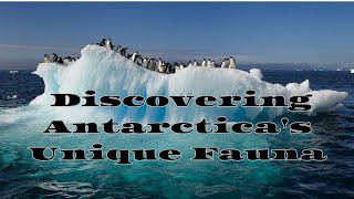 "Icy Encounters: Wildlife Adventures in Antarctica"/ExploreEarthly