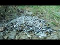 Best Hand Fishing! A Lot Of Catch Catfish in Dry Season at Field Catch By Hand A Fisherman