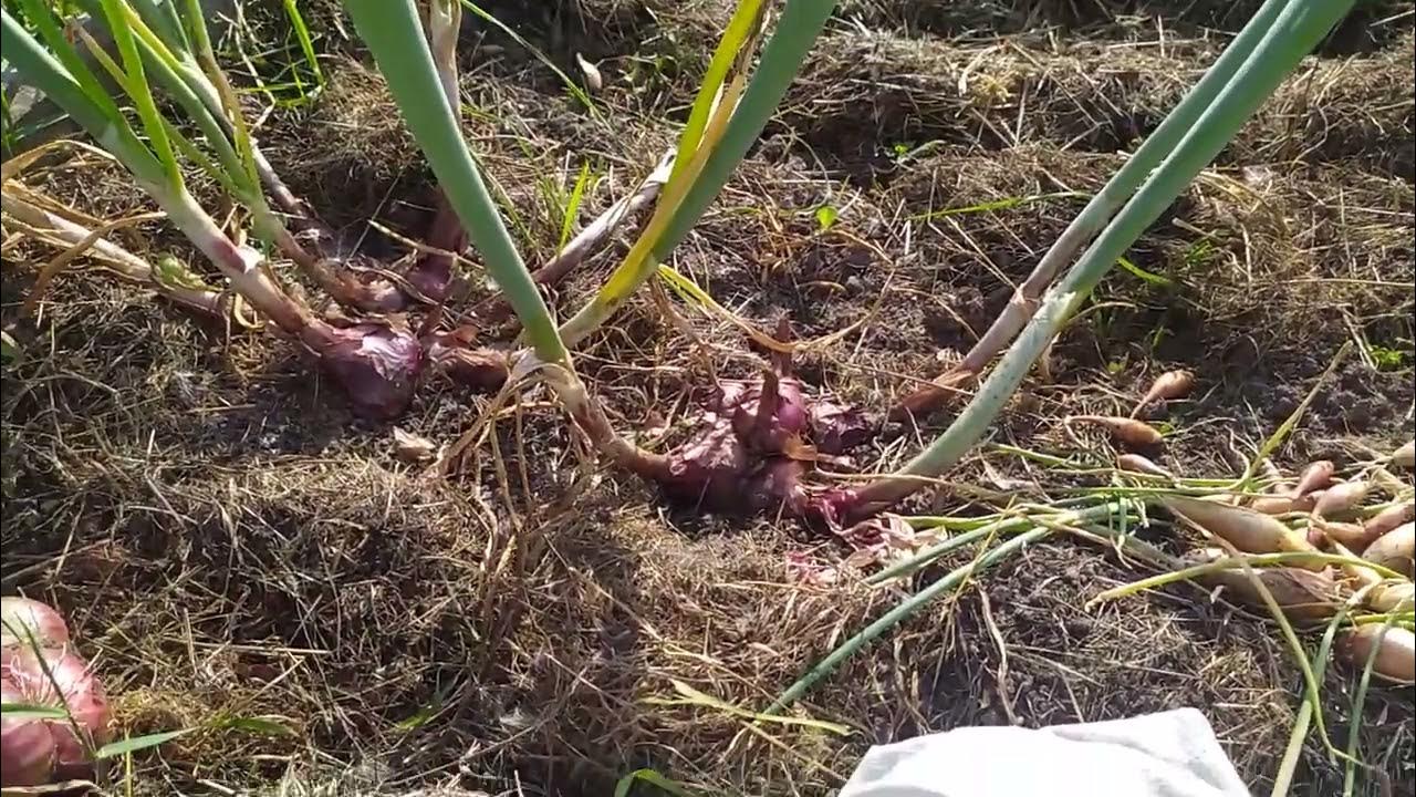 Истобенский это лук шалот , а не репка - YouTube