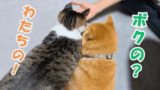 Una Sola Patata Puede Poner En Duda La Relación Entre Un Shiba Inu Y Un Antiguo Gato Callejero.