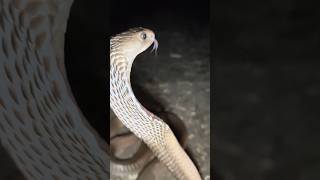 कोबरा सांप को पर्यावरण मे मुक्त किया Cobra snake released into the environment#viral #snake #views