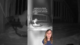 Mystery Shoe Thief Turns Out To Be Critter With A Cute Motive