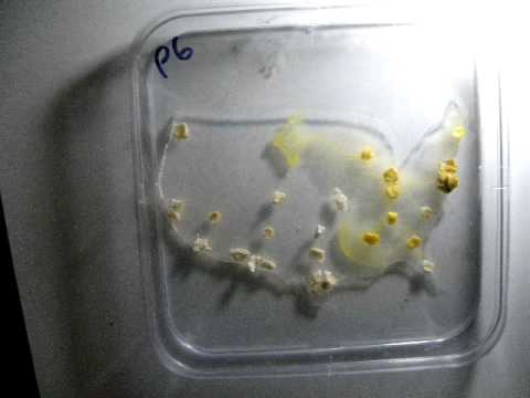 bionics companies Slime mould Physarum polycephalum approximates highways in USA