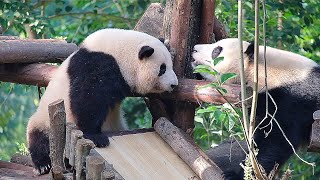 There was a nail on the tree in Hehua's yard. Later I informed Grandpa Tan about it. by 胖达日记 Hi Panda 5,373 views 9 days ago 1 minute, 33 seconds