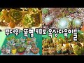 옥상온도 40도폭염에 이것을  아침 저녁 해주니 싱그럽게 잘견뎌주네요~!!Succulents