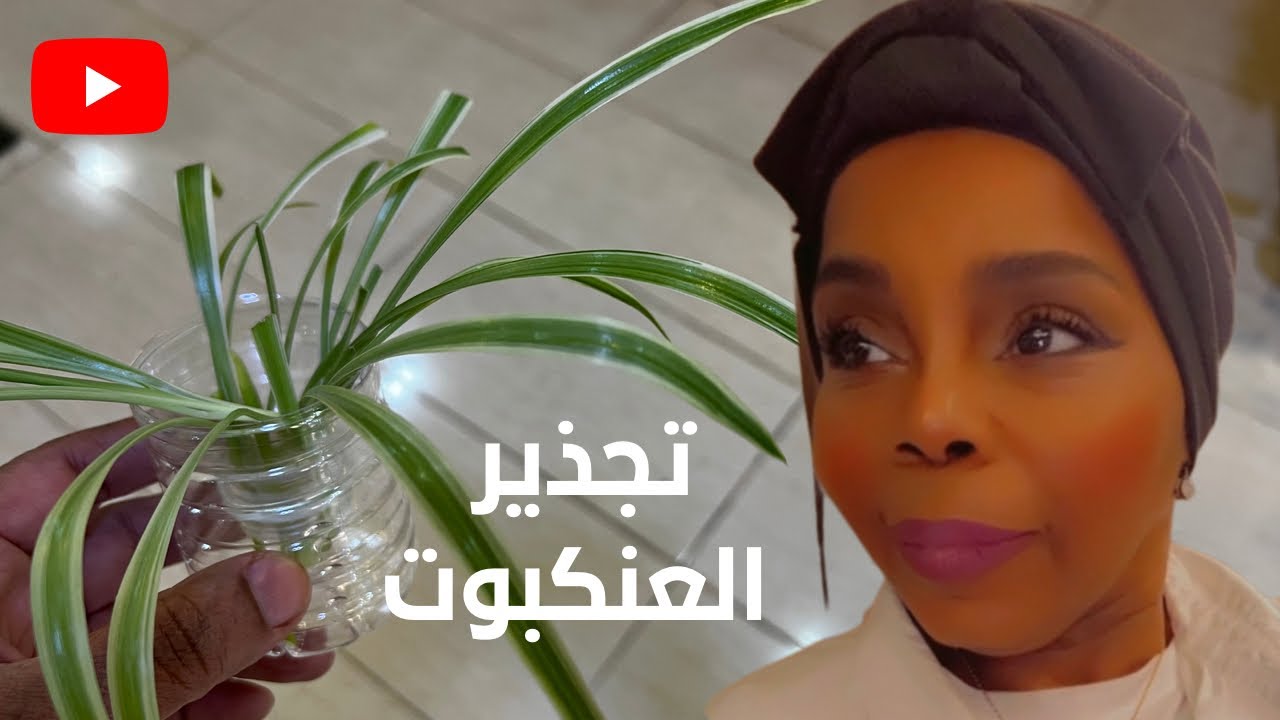 طريقتي في تجذير نبات العنكبوت سبايدر بلانت